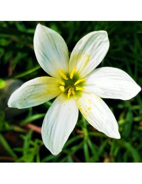 ZEPHYRANTHES CANDIDA