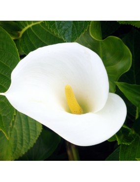 ZANTEDESCHIA AETHIOPICA