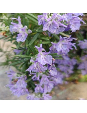 ROSMARINUS OFFICINALIS