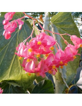 BEGONIA CORALLINA