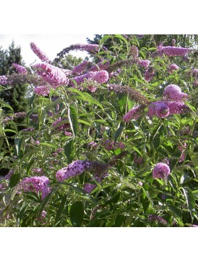 BUDDLEJA DAVIDII