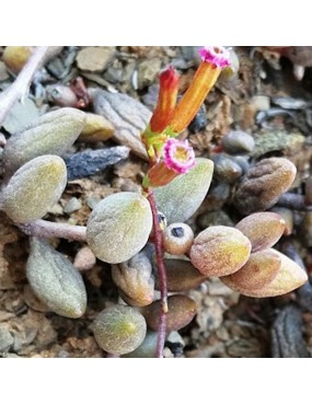 ADROMISCHUS FILICAULIS...