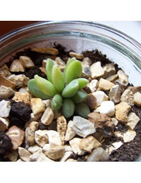 ADROMISCHUS SCHULDTIANUS