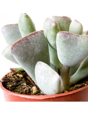 ADROMISCHUS TRUNCATUS