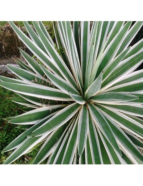 AGAVE ANGUSTIFOLIA MARGINATA