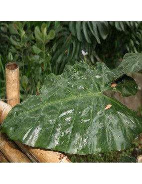 ALOCASIA INDICA