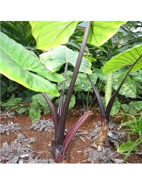 ALOCASIA MACRORRHIZA BLACK...