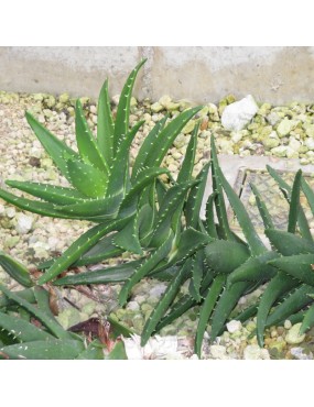 ALOE PERFOLIATA HYBRID -...