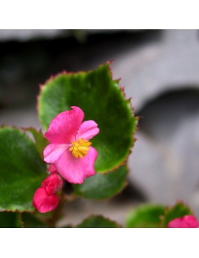 BEGONIA SEMPERFLORENS