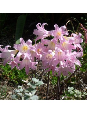 AMARYLLIS BELLADONNA