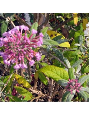 BUDDLEJA DAVIDII TRICOLOR