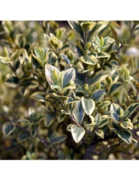 BUXUS ELEGANTISSIMA AUREA