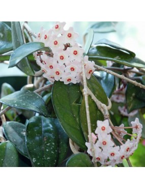 HOYA CARNOSA (FIORI DI...