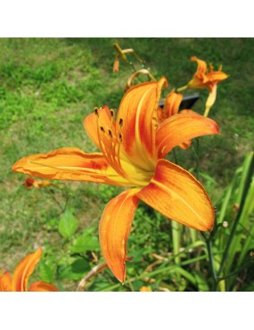 HEMEROCALLIS FULVA