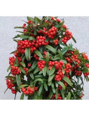 PYRACANTHA NAVAHO