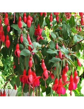 FUCHSIA HYBRIDA