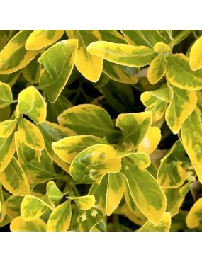 EUONYMUS JAPONICUS...