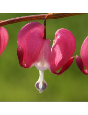 DICENTRA SPECTABILIS