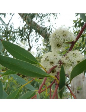 EUCALYPTUS COCCIFERA