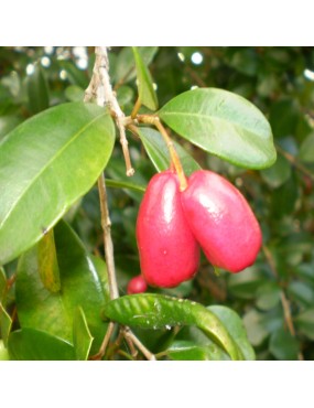 EUGENIA MYRTIFOLIA