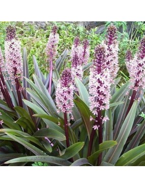 EUCOMIS COMOSA SPARKLING...