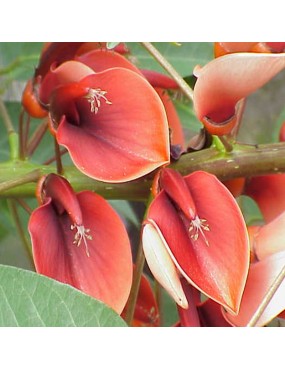 ERYTHRINA CRISTA GALLI