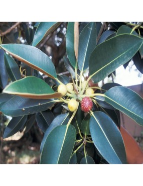 FICUS BINNENDIJKII ALII