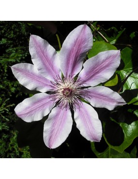 CLEMATIS MIX