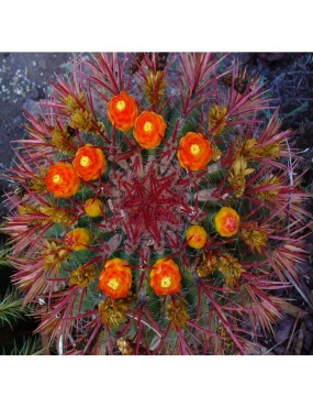 FEROCACTUS GRACILIS