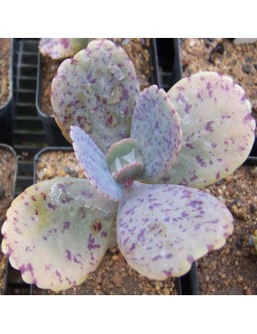 KALANCHOE MARMORATA