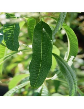 LIPPIA CITRIODORA