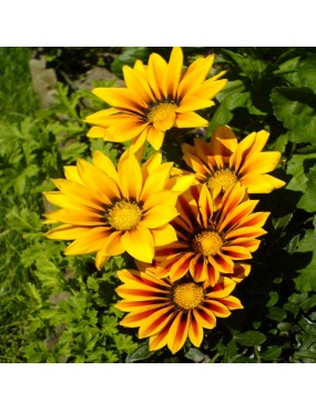 GAZANIA