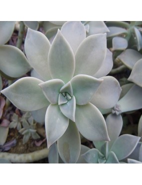 GRAPTOPETALUM PARAGUAYENSE