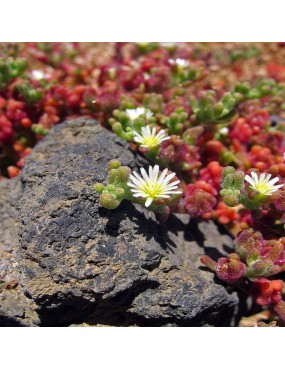 MESEMBRYANTHEMUM COOPERI