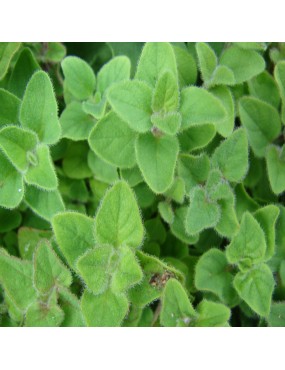 ORIGANUM MAJORANA