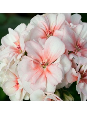 PELARGONIUM ZONALE