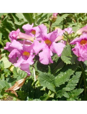 INCARVILLEA DELAVAYI