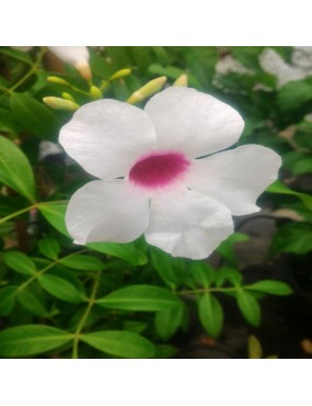 PANDOREA JASMINOIDES