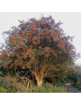 SORBUS AUCUPARIA