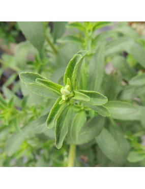 STEVIA REBAUDIANA