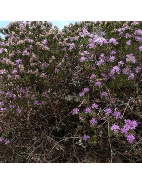 THYMUS CAPITATUS