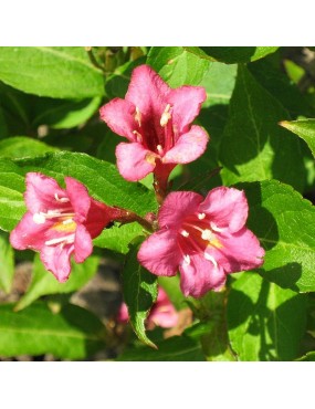 WEIGELA ABEL CARRIERE