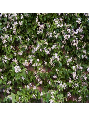 TRACHELOSPERMUM JASMINOIDES...