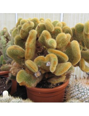 CLEISTOCACTUS WINTERI CRISTATA