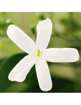 JASMINUM AZORICUM