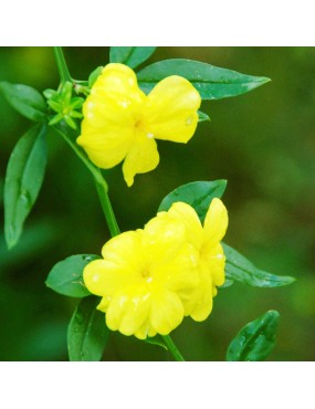 JASMINUM MESNYI