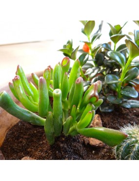 CRASSULA OVATA GOLLUM