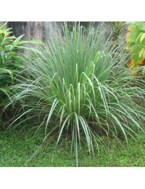 CITRONELLA CYMBOPOGON...