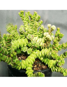 CRASSULA RUPESTRIS SUBSP....