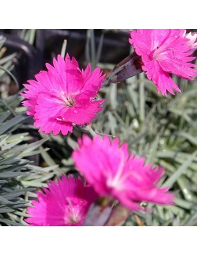 DIANTHUS GRATIANOPOLITANUS...